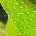 Profile Picture of Lauri Fox (@foxtrotrae) on Instagram