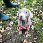 Profile Picture of Boris (@boris_the_silver_lab) on Instagram