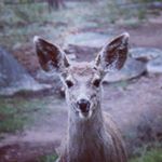 Profile Picture of Steven VanDesande (@swvphotography_animals) on Instagram