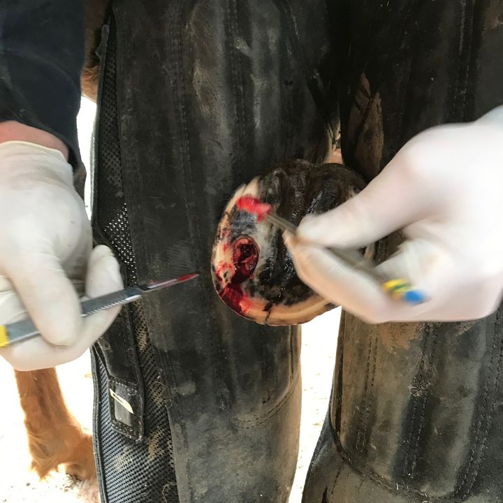 Profile Picture of Craig DVM, CF (@thedvmfarrier) on Tiktok