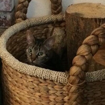 Profile Picture of Lisa (@asiagrey) on Twitter