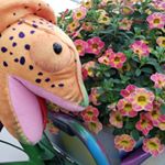 Profile Picture of Bart Hayes (@westhoffflowers) on Instagram