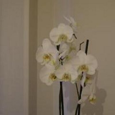 Julia Towers - Twitter Profile Picture of Julia Towers (@payalusta) on Twitter