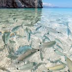 Profile Picture of Tei Beruu Toakarawa (@tei.beruu.toakarawa) on Facebook