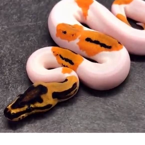 Profile Picture of Jason Gentry (@jasongentry805) on Poshmark