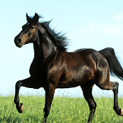 Profile Picture of Jose Vigo (@joseesmorelle) on Youtube