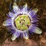 Profile Picture of Chris Funk (@funketown70) on Instagram