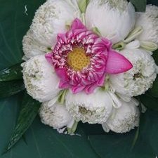 Profile Picture of Bán Hoa Sen, Hoa Lài Tươi (@ban_tuoi) on Twitter