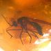 Profile Picture of Reed Fossil (Amber Gross) (@reed.fossil) on Facebook