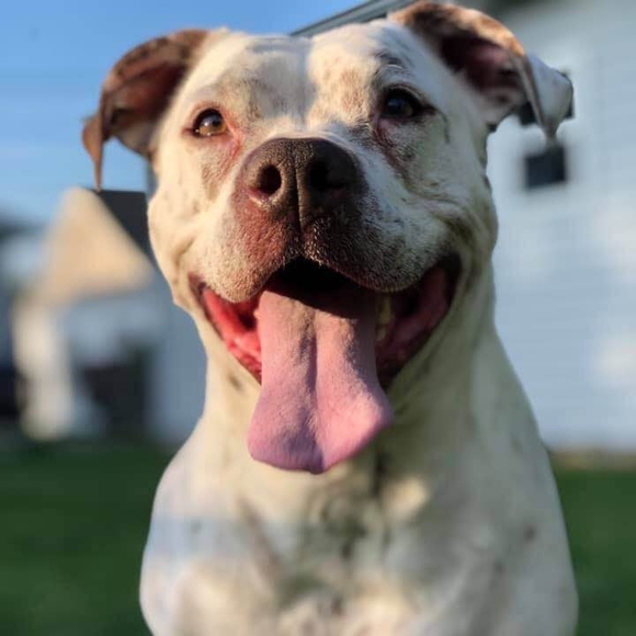 Profile Picture of Stacy Cernin (@cernins) on Poshmark