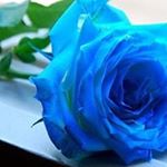 Profile Picture of Yolanda Tejeda (@yolanda.tejeda.5) on Instagram