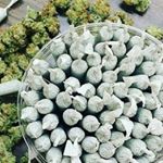 Profile Picture of terrykong (@dube_88) on Instagram