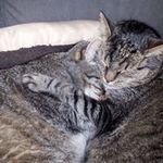 Profile Picture of Alex Schochi (@alex_schochi) on Instagram