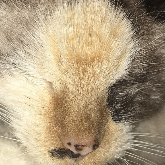 Profile Picture of Jamie Wilmert (@mofwee) on Poshmark