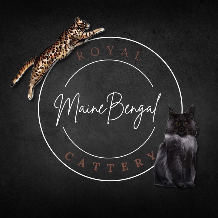 Profile Picture of Royal Maine Bengal Cattery (@durrs.exoticpets) on Tiktok
