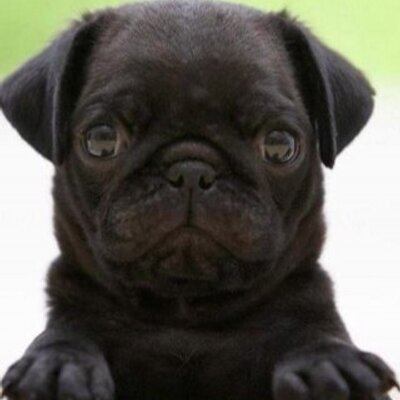 Profile Picture of Michelle McQueen (@McQueen19505) on Twitter