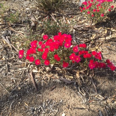Profile Picture of Sue Bain (@suebain60) on Twitter