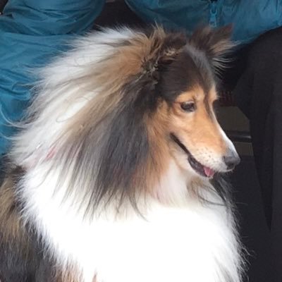 Profile Picture of Robin & Louis 🐺 (@RobinLo16665200) on Twitter