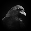 Profile Picture of Carl T. Bergstrom (@Carl T. Bergstrom) on Flickr