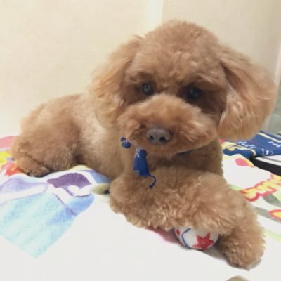 Profile Picture of Rico (@wonwoo_josh) on Twitter