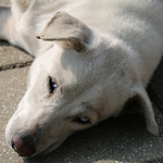 Profile Picture of Robin Lee (@rb0083) on Flickr