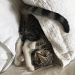 Profile Picture of Hank Harrison (@hank1kgsouthpawharrison) on Instagram