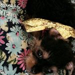 Profile Picture of darlene alvarado (@darlenealvarado6770) on Instagram