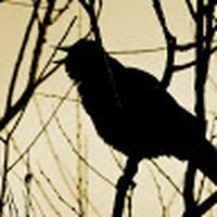 Profile Picture of Steven Crank (@steven-crank-3) on Quora