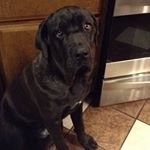 Profile Picture of REX AGUIRRE (@rexthegiaant) on Instagram