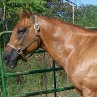 Profile Picture of Sonja Carson (@scspainthorses) on Pinterest