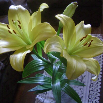 Profile Picture of Isabel Bravo Barboza (@chabe_bravo) on Twitter