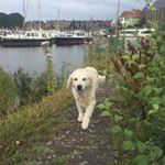 Profile Picture of Jill_the_goldenretriever (@jill_de_vries) on Instagram