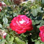 Profile Picture of Gore Taku (@lildarkknight2.0) on Facebook