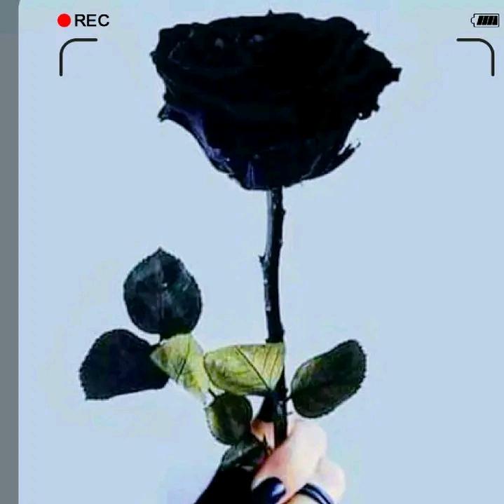 Profile Picture of Michael Mansha (@michaelmansha660) on Tiktok