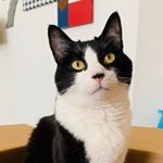 Profile Picture of Benjamin ‘Ben’ (@benjamin_tux) on Instagram