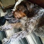 Profile Picture of Candy Shannon (@cjnshann2020) on Instagram