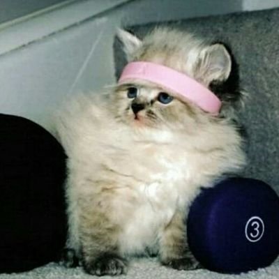 Profile Picture of Kyle Lemon Yuh (@LemonYuh) on Twitter