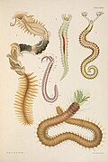 Profile Picture of Chaetopterus variopedatuson Wikipedia