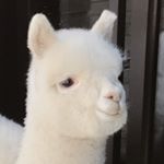 Profile Picture of 푸딩딩😍 (@pudding.k.k) on Instagram