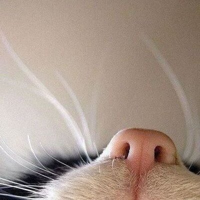 Profile Picture of Giotaa Gom (@@Penny_Schmidt) on Twitter