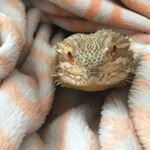 Profile Picture of Brian Hosier (@goldendabs_hosier) on Instagram