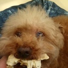 Profile Picture of Sophia Peng (@9113Sophia) on Twitter