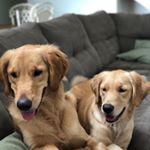 Profile Picture of Leo + Lemon (@leoandlemon) on Instagram