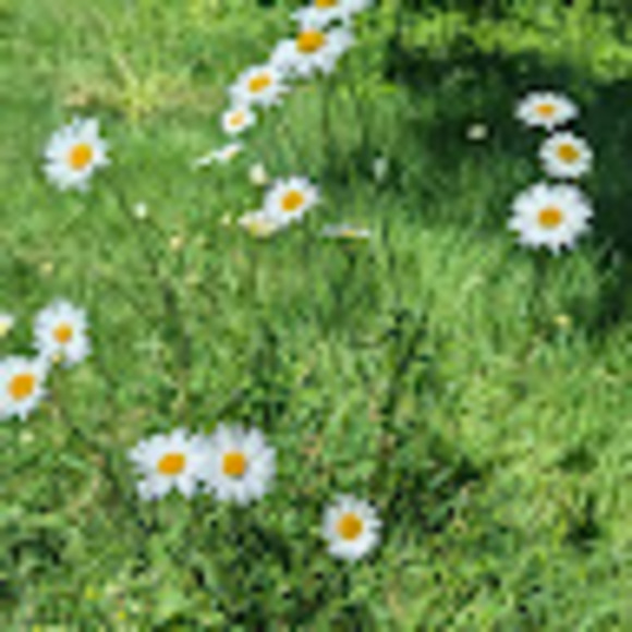 Profile Picture of Arianne Berteau (@argyness) on Poshmark