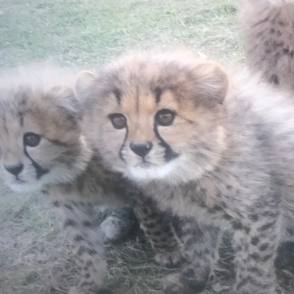 Profile Picture of Shepard Amare (@ellenross299) on Poshmark