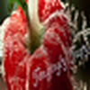 Profile Picture of Aswini Gowri Shankar (@Ashgow2009) on Flickr