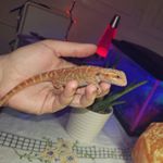 Profile Picture of Dexter Grimes (@dragonsandsucculents) on Instagram