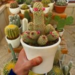 Profile Picture of rosa moralez ixcoy (@rosamoralezixcoy) on Instagram