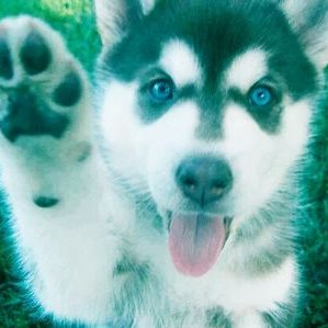 Profile Picture of Leia Cox (@xoxocookiex) on Twitter