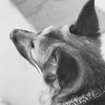 Profile Picture of Brittney Dodson (@dodsonphotography12) on Instagram